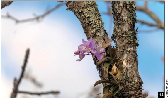 Aganisia Cyanea - American Orchid Society Aganisia Cyanea - American Orchid Society