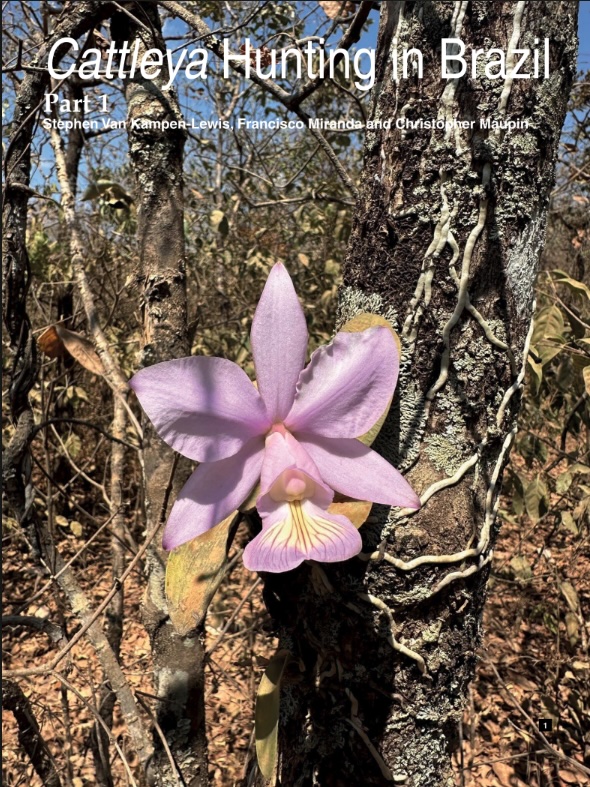 Aganisia Cyanea - American Orchid Society