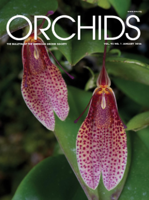 Orchids January 2026 - American Orchid Society