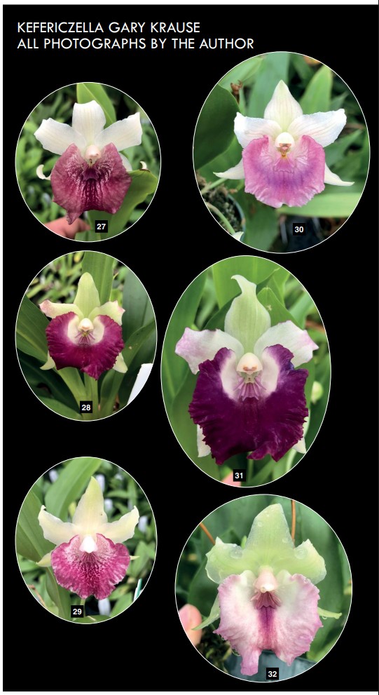 Breeding with the Pescatoria Alliance - American Orchid Society