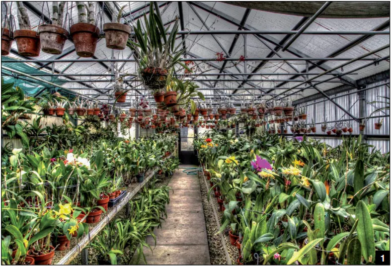 Orchids January 2026 - American Orchid Society