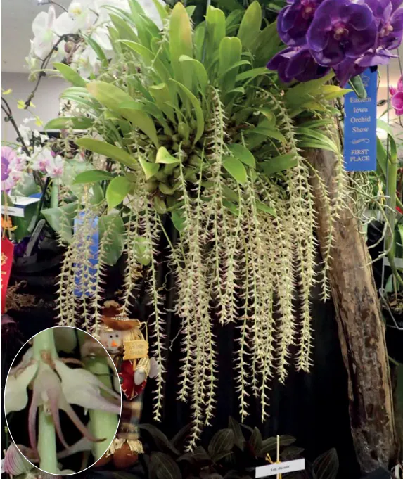 Orchids January 2026 - American Orchid Society