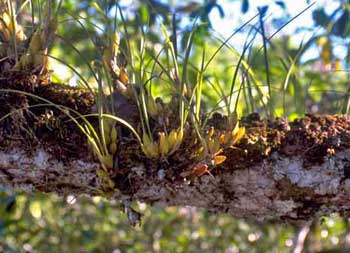 Maxillariella tenuifolia - American Orchid Society