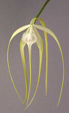 Brassavola Appendiculata - American Orchid Society