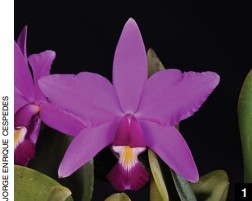 Laelia