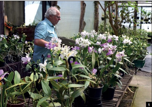Dendrobium