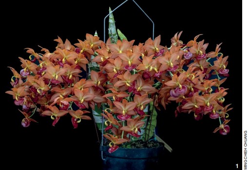 Dendrobium