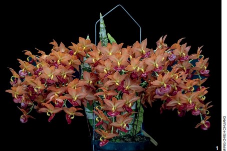 Dendrobium