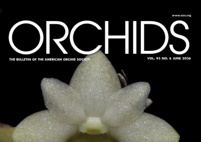 Dendrobium section Aporum - American Orchid Society