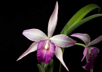 Brassavola Appendiculata - American Orchid Society