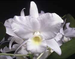 洋蘭 原種 C skinneri Cosuluva AM/AOS アメリカの入賞花OG!! C. skinneri