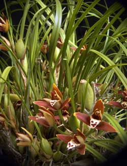 洋蘭原種　Max.tenuifolia Maxillariella tenuifolia - American Orchid Society
