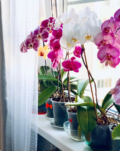 Indoor Orchid Growing