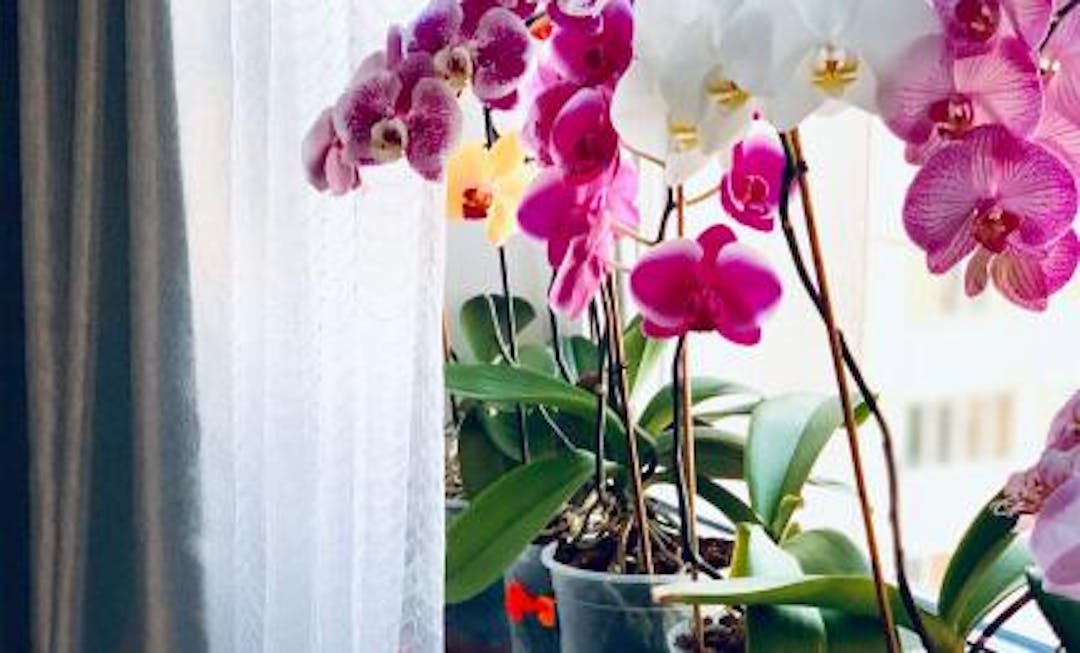 Indoor Orchid Care