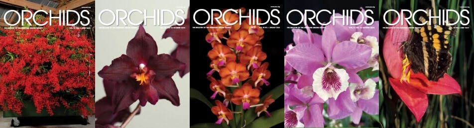Orchids Magazine