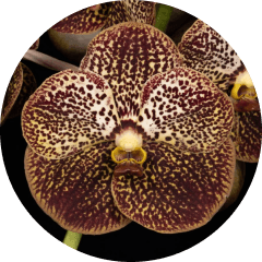 Vanda