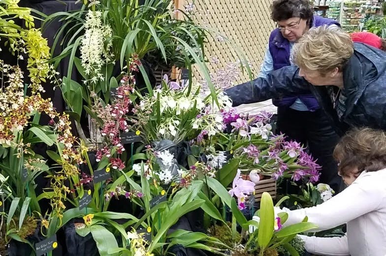 FIND OUT HOW TO HAVE YOUR ORCHID SHOW AOS JUDGED