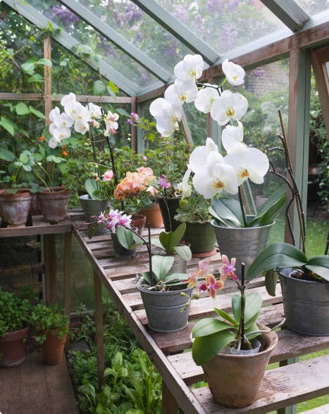 Greenhouse Orchid Growing