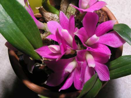 Den. Sec. Cuthbertsonia - American Orchid Society