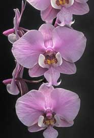 Phalaenopsis schilleriana Rchb.f. - American Orchid Society