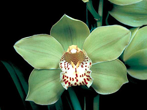 Brief Look at Polyploidy - American Orchid Society