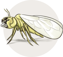 pest 4