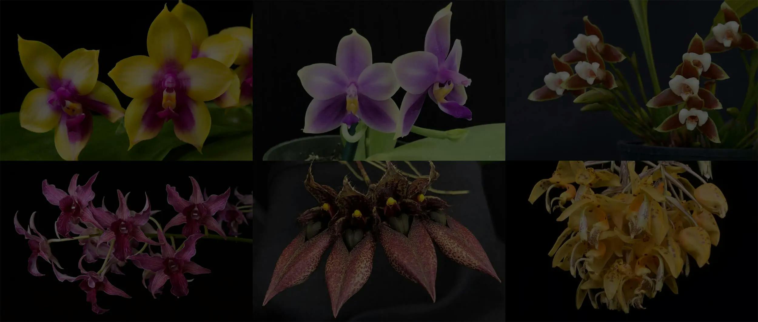 orchid-basics-bg
