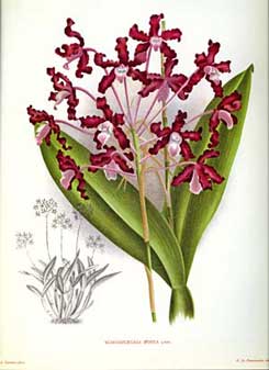 中南米原産の大型ラン。 Schomburgkia tibicinis。 Large Orchid Formerly Schomburgkia grandiflora (Myrmecophila