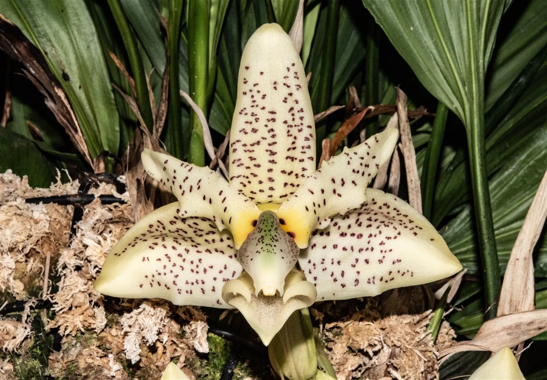 Stanhoe Ha Stanhopea Alliance - American Orchid Society