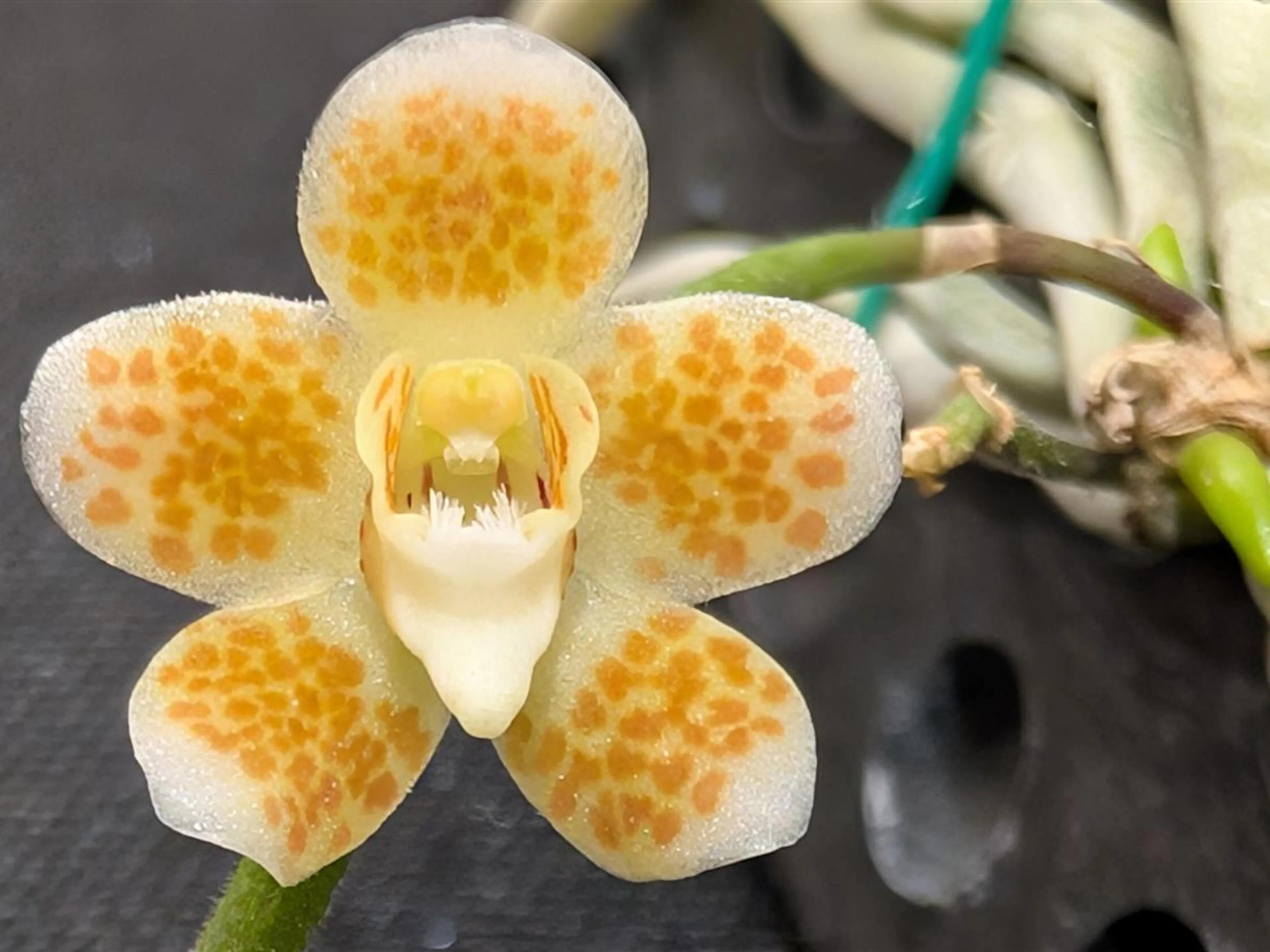Chiloschista c f. parishii 'Buckboard'