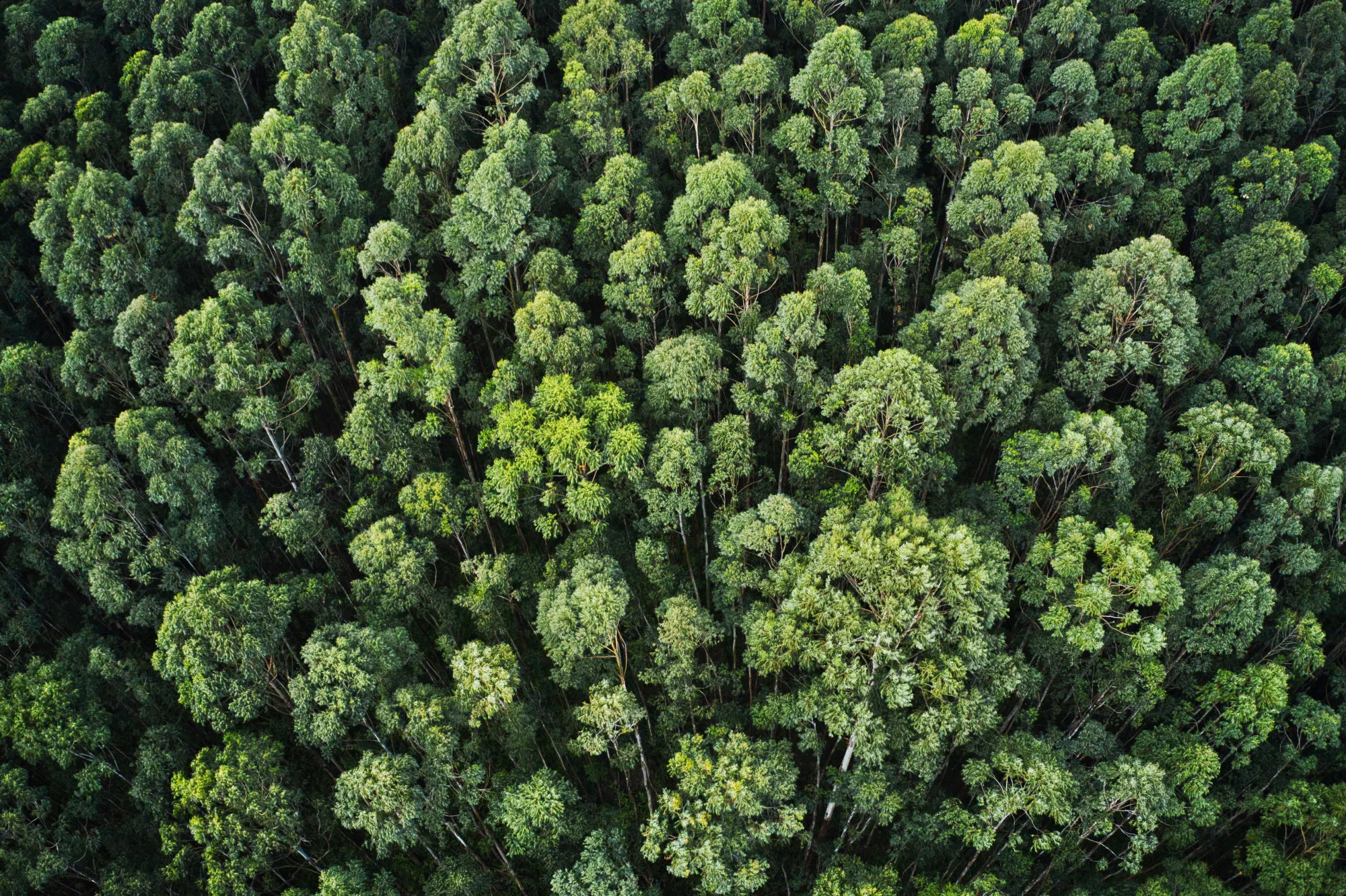 Flygbild över en tät, grön skog