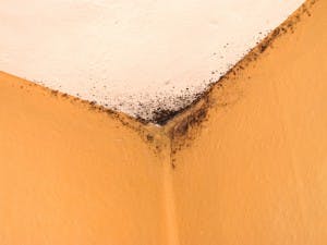 Who is liable for a roof leak that caused mold - the property owner or manager?