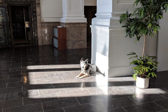 Medium sized blue-heeler dog is lies in a sunny spot in an office