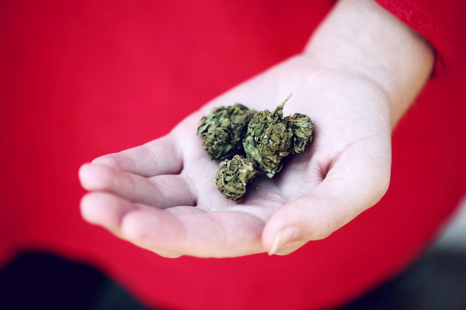 weed buds in someone's palm 