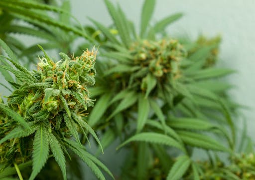 cannabis plant