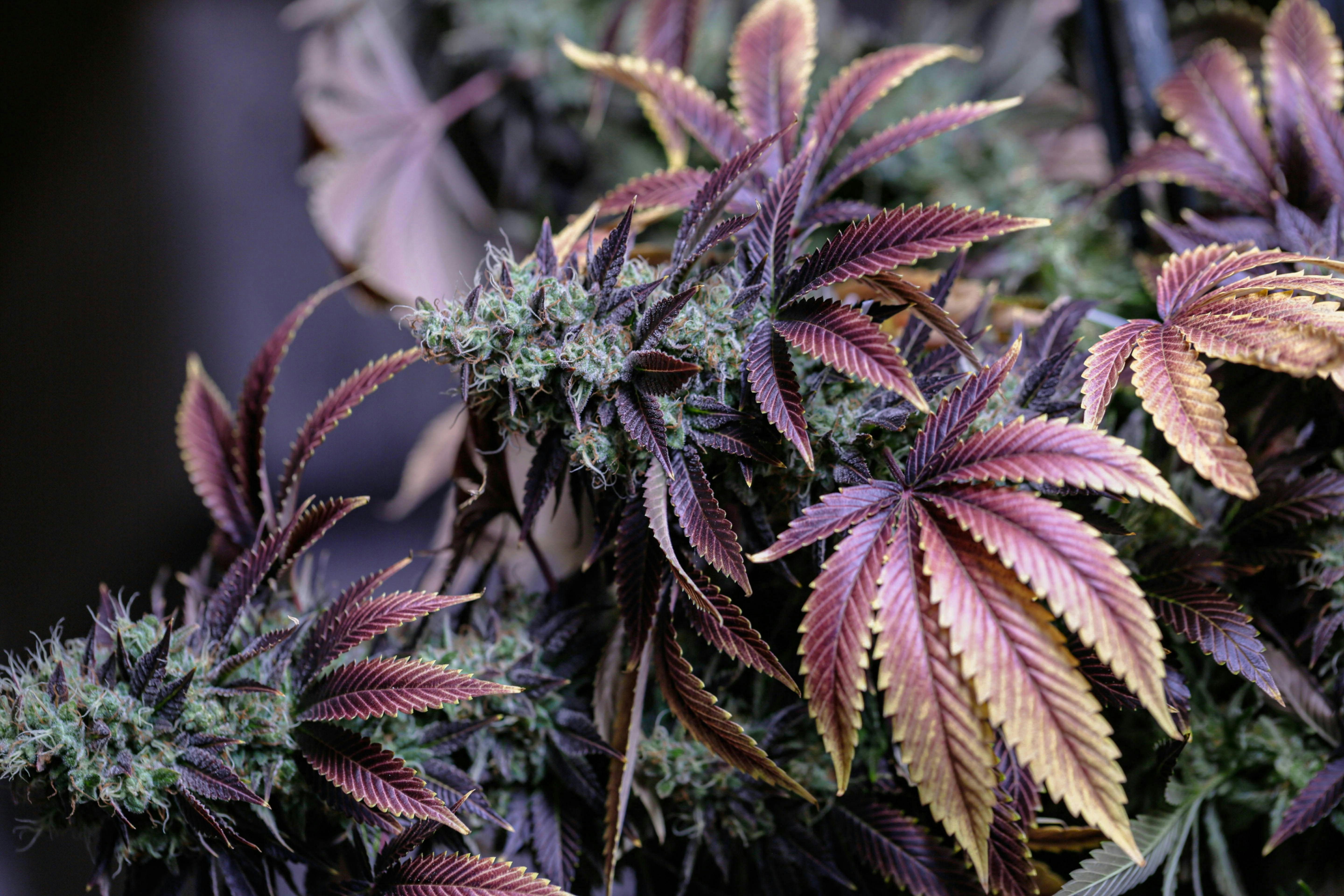 adult cannabis plant