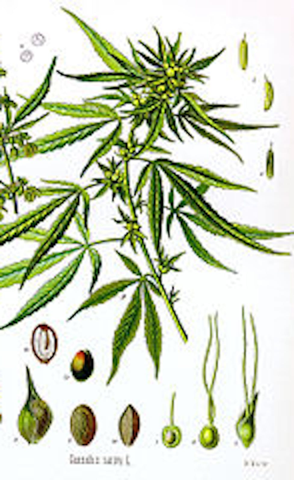 what is cbd used for