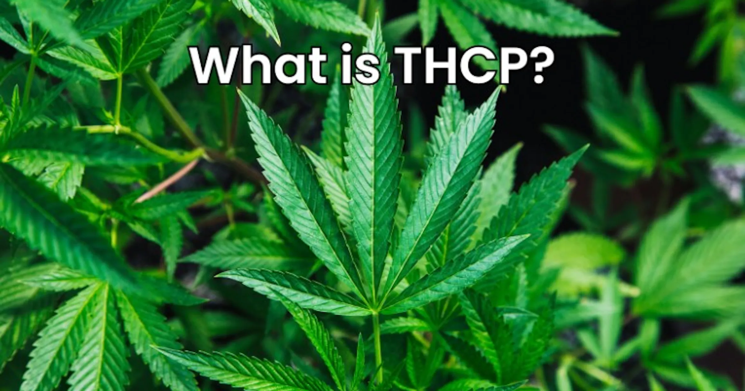 THCP 101 Guide for Beginners Apotheca