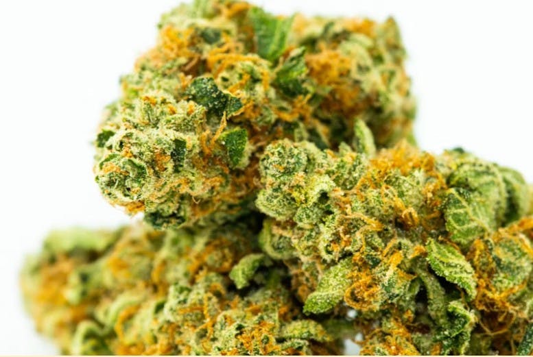 gusher strain cannabis bud