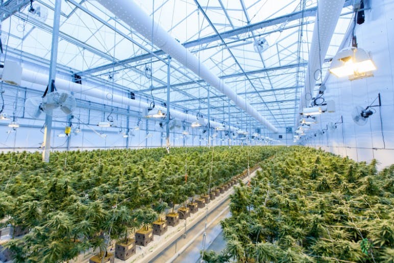 cannabis cultivation