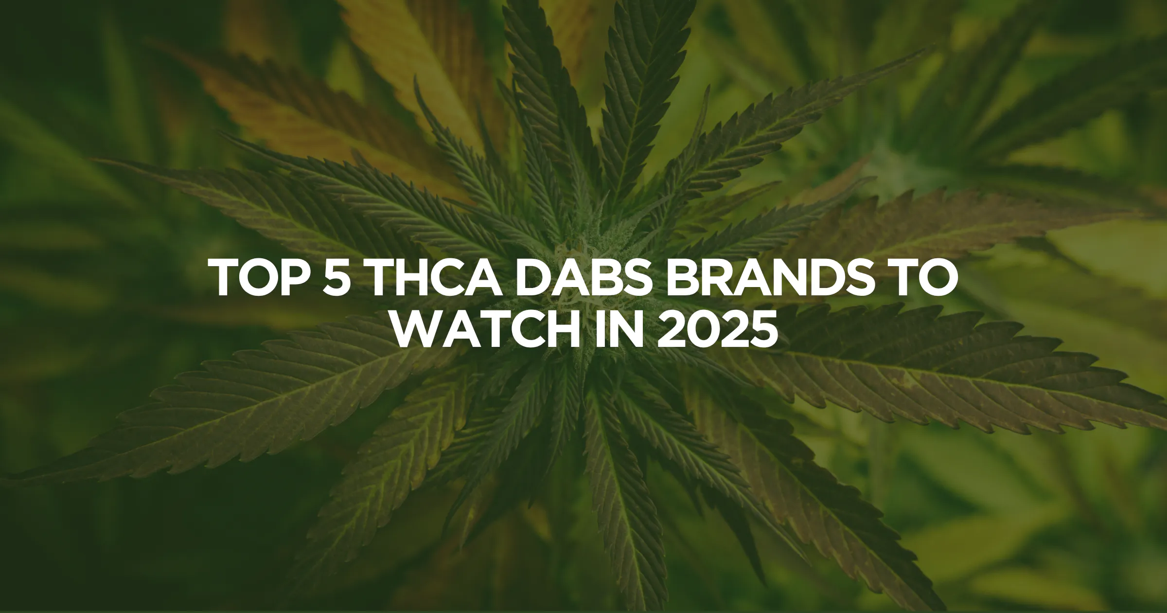 Top 5 THCA Dabs Brands to Watch in 2025 | Apotheca Top 5 THCA Dabs Brands to Watch in 2025 | Apotheca