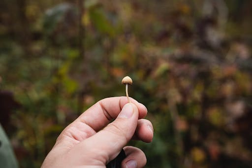natural magic mushrooms