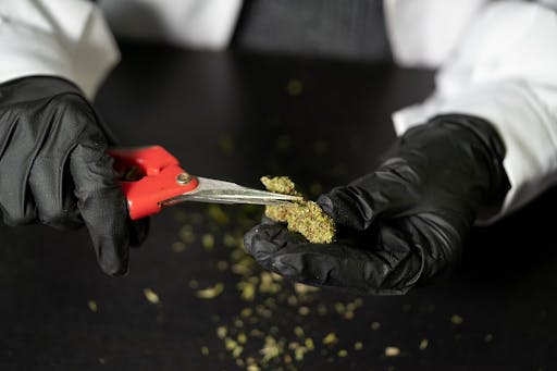 thc cannabis flower