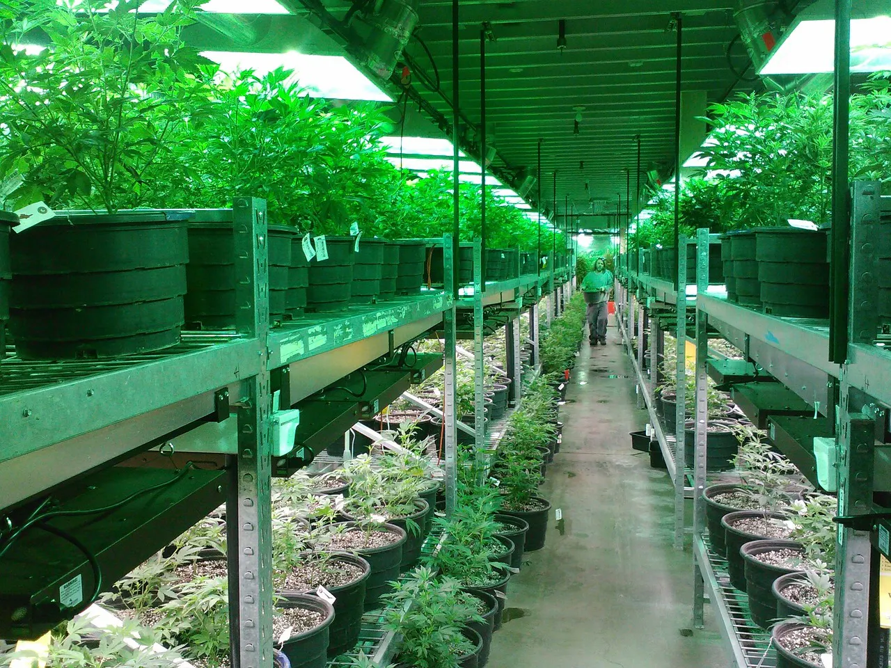 Cannabis plants legally and commercially grown stacked in an industrial greenhouse