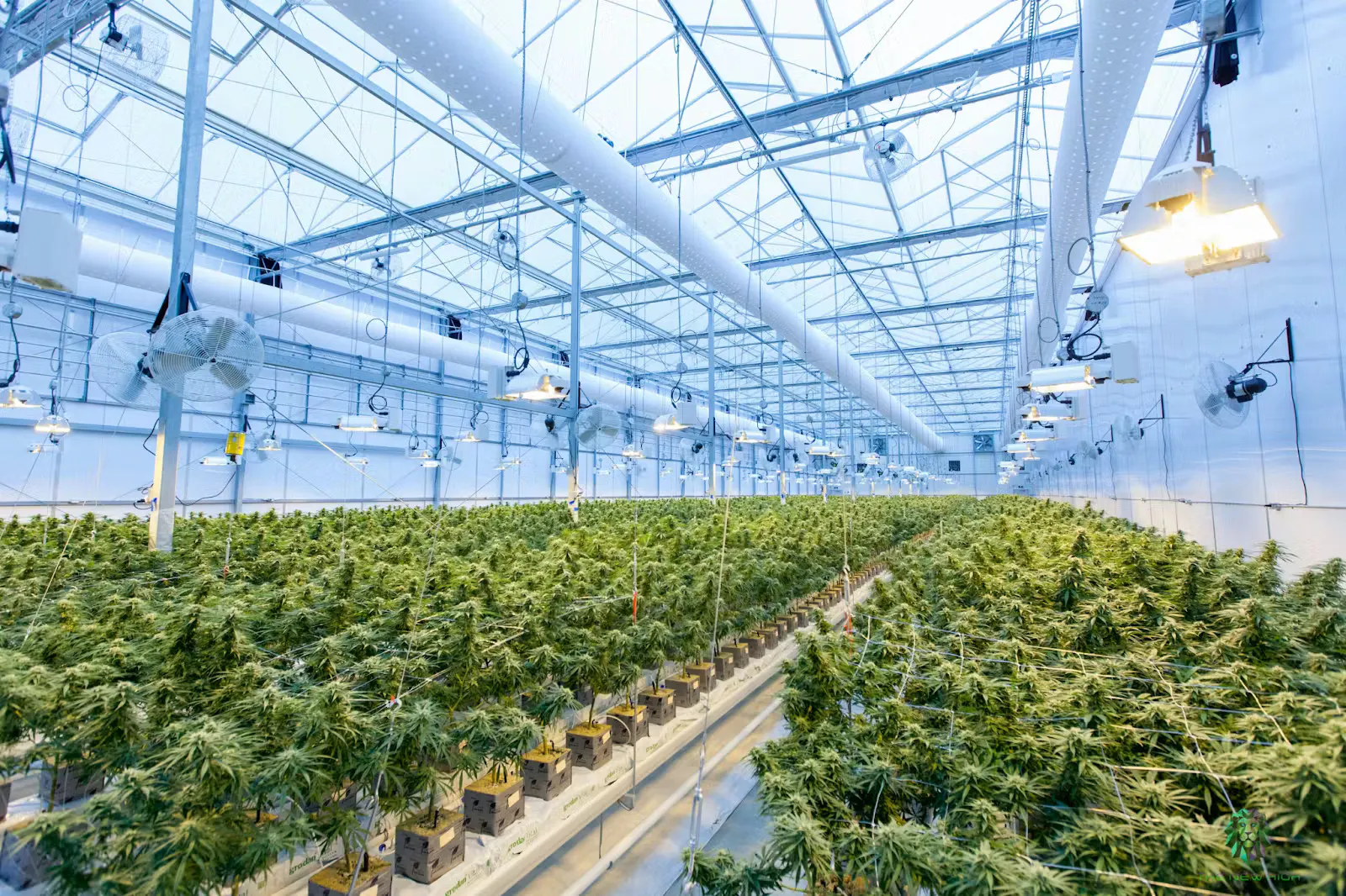 Large indoor THCA flower growth operation
