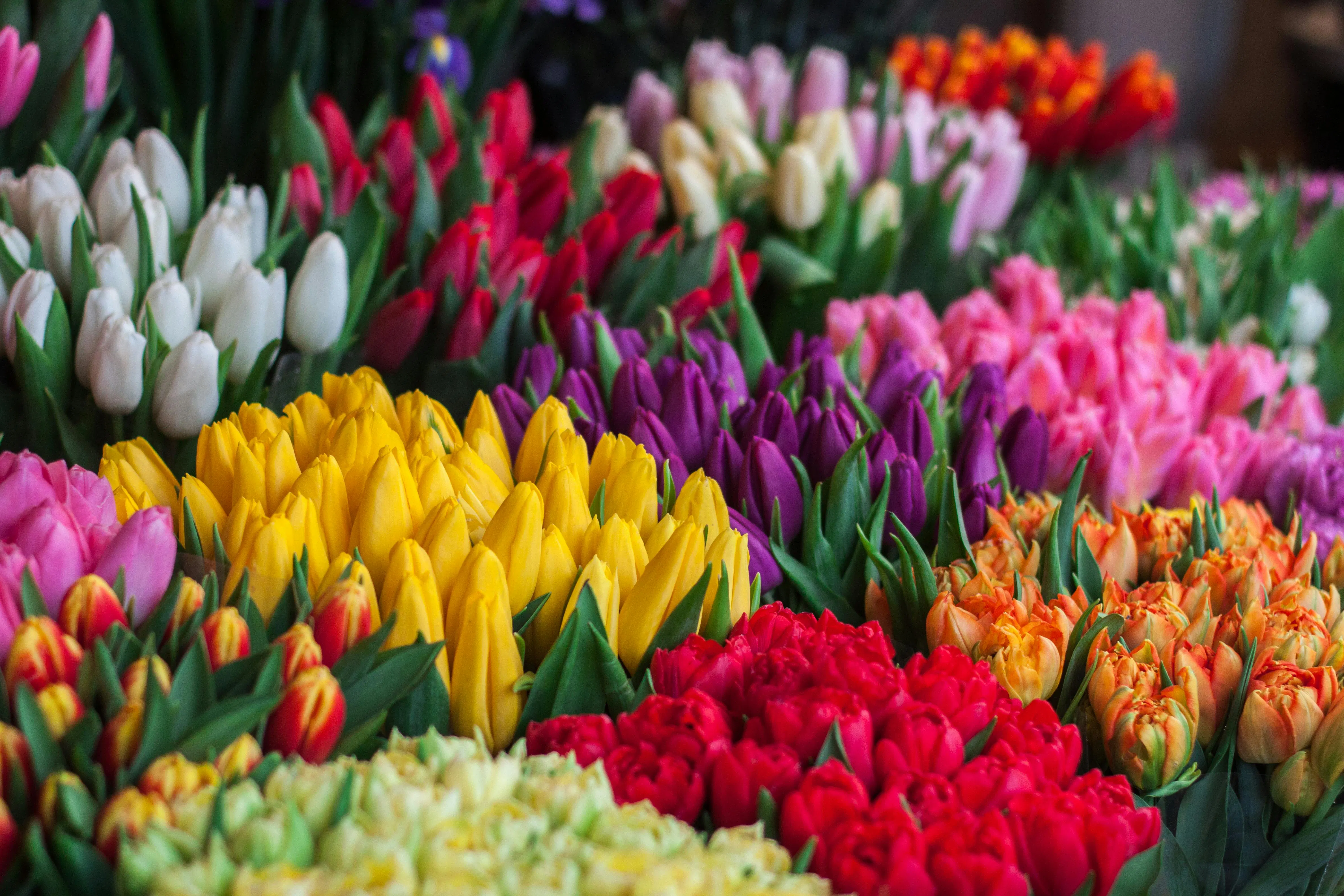 Ednie-Flower-Bulbs-Cover