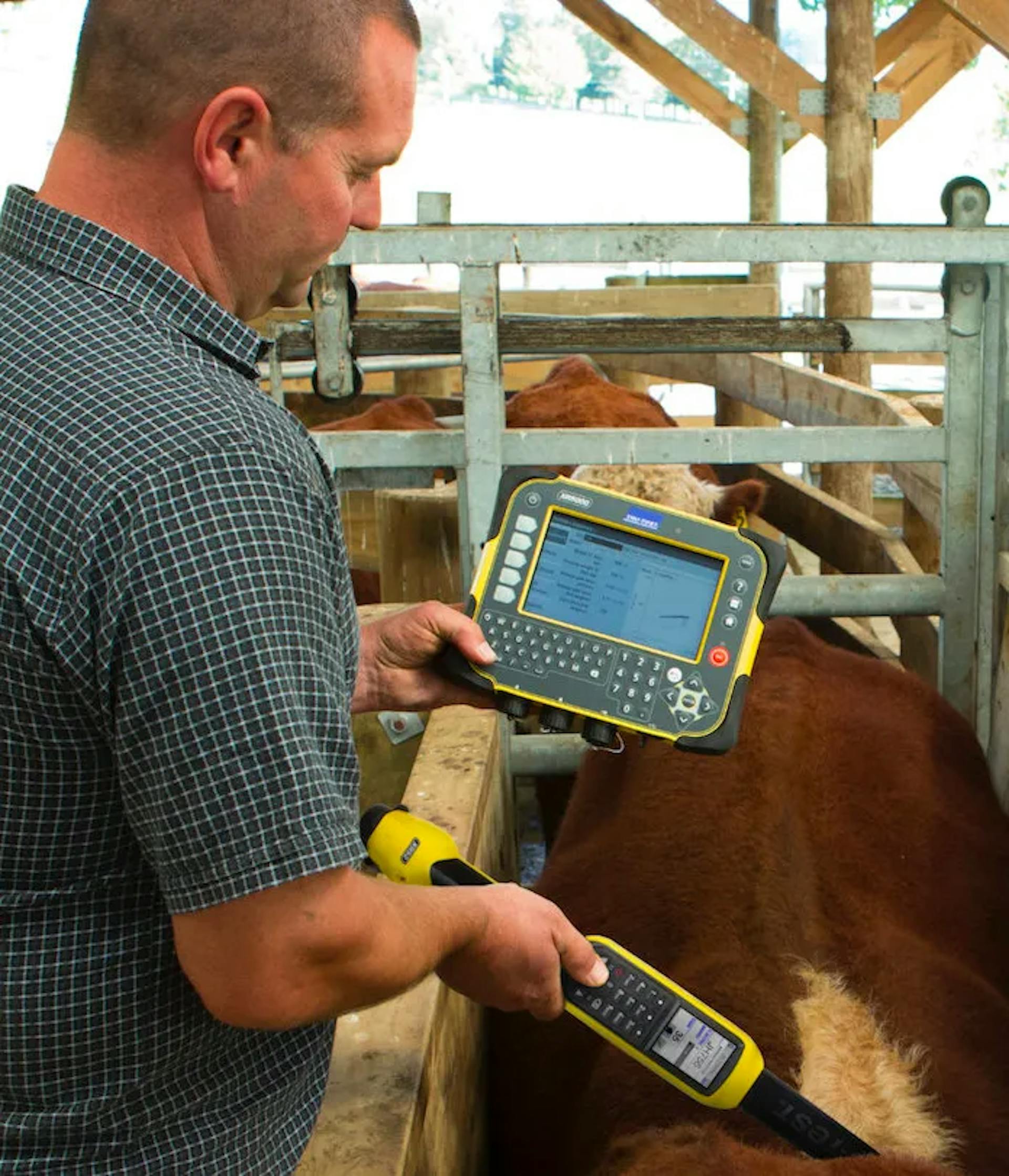 Farmers scanning an animal