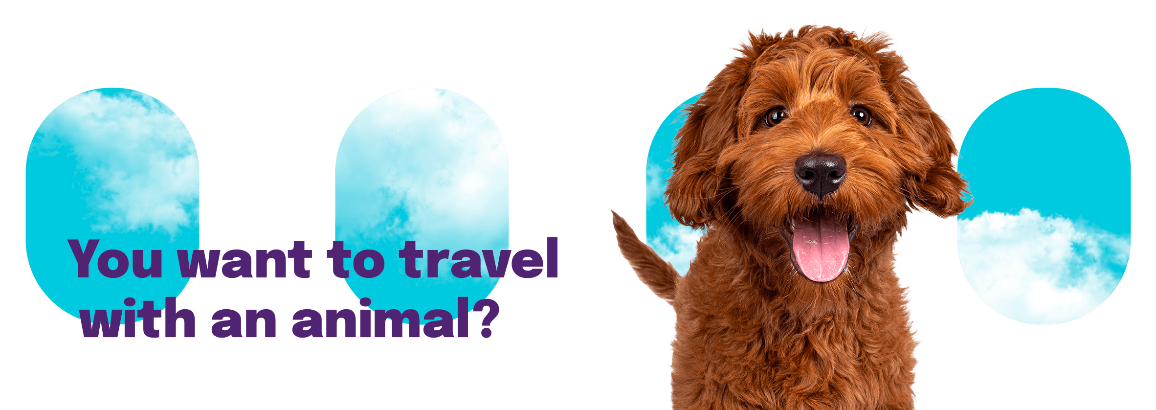 Preparing Your Pet for the Journey with Arajet