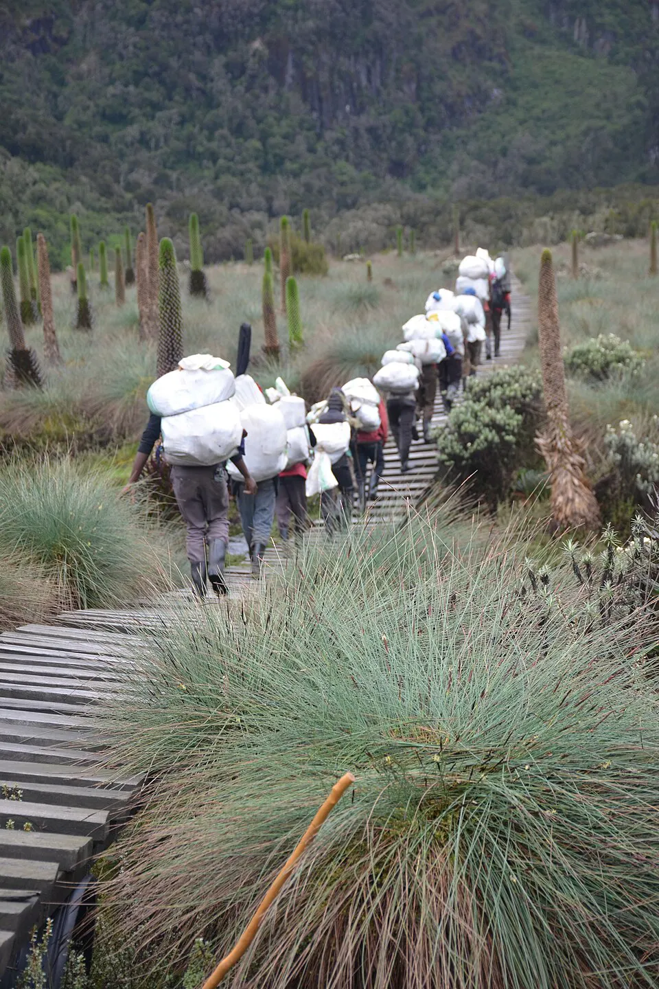 Rwenzori Mountain Porters — The unsung heroes of every high-altitude trek.