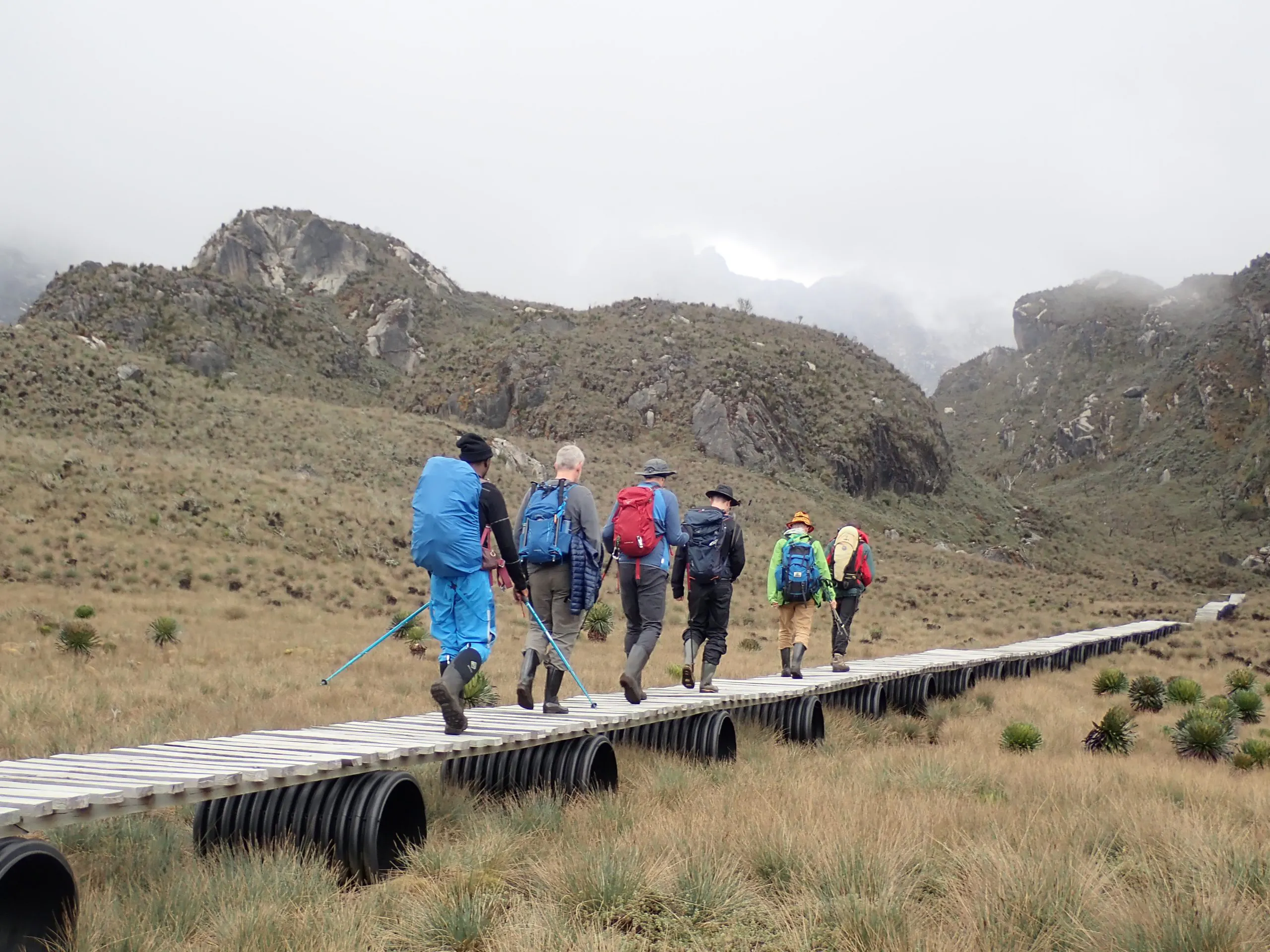 Boardwalks in the Rwenzori Mountains